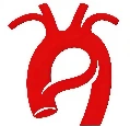 Aorta